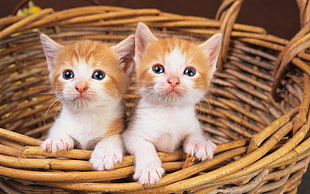 two tabby kittens in basket